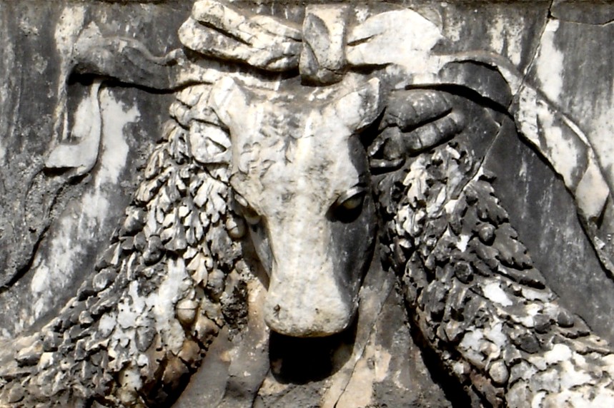 Garlanded bull at Ephesus