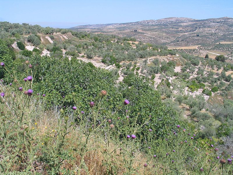 Shomron National Park - site of Samaria (Bukvoed)