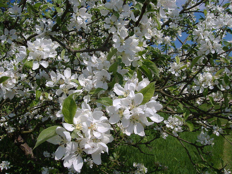 Apple blossom in University Park (mattbuck)