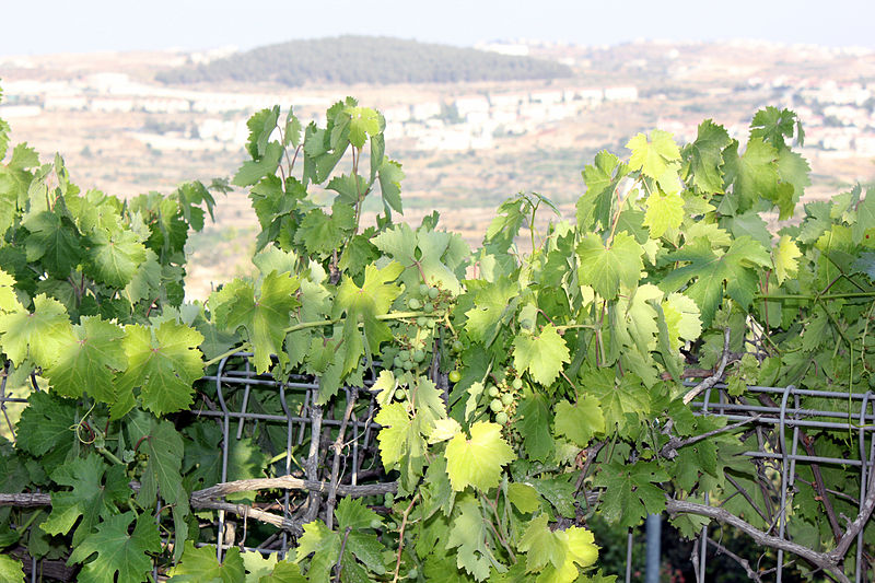 A Vineyard - Flora of Israel (Yair Aronshtam)