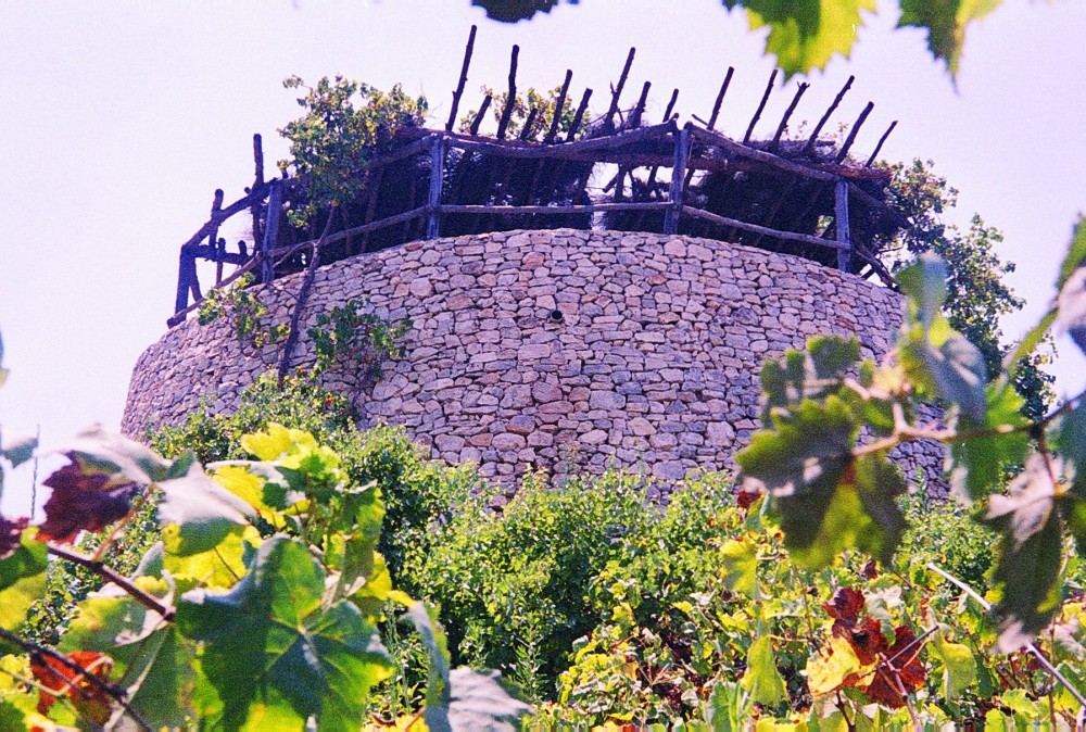 Watchtower in a vineyard