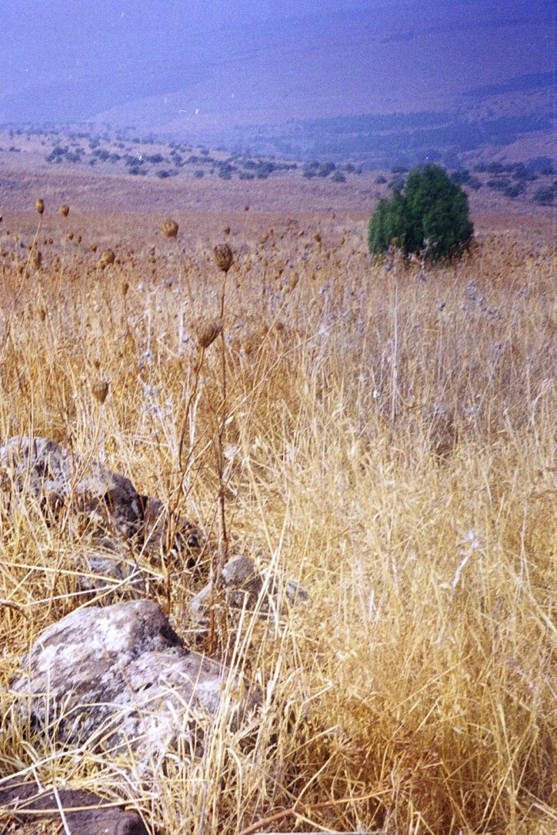 wheat growing