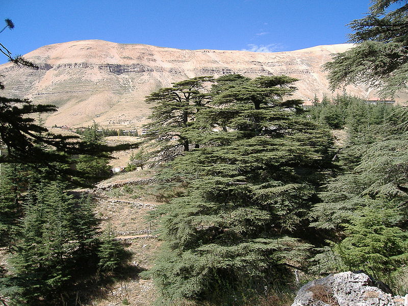 Cedars of Lenanon (Robert Judge)