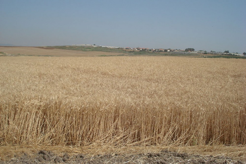 A wheat field in the Negev Desert
