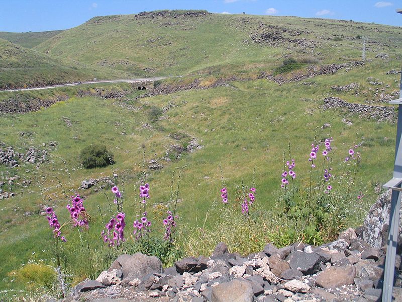 A hillside at Korazim in Galilee (Bukvoed)