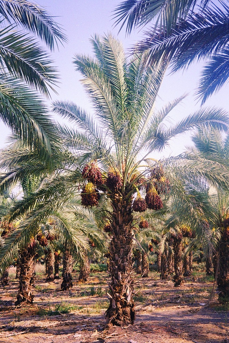 Olive trees