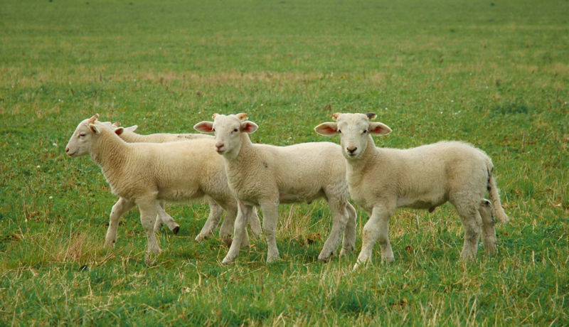 Lambs (Robek)