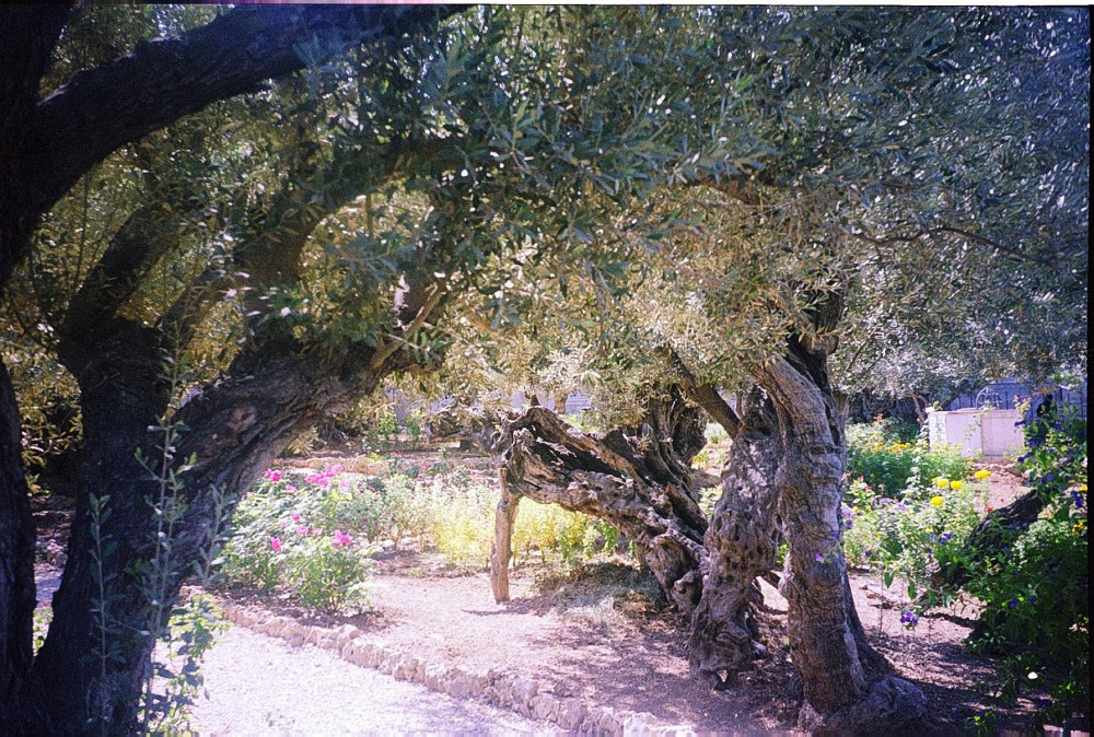 Olive trees in the Garden of Gethsemane